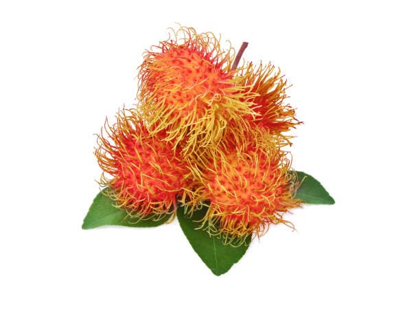 Rambutant